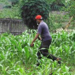 Kawasan Agro Farming Cilebut ini juga ditanami jagung yang sudah berumur 3 minggu untuk sediaan hijauan pakan ternak. Di celah jagung ditanam singkong berumur 2 minggu (Foto:sembada/rori)