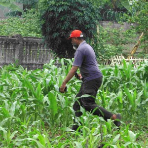 Kawasan Agro Farming Cilebut ini juga ditanami jagung yang sudah berumur 3 minggu untuk sediaan hijauan pakan ternak. Di celah jagung ditanam singkong berumur 2 minggu (Foto:sembada/rori)