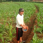 Wahu Hidayat dari Kelompok Tani Maju Terus Desa Trimulyo sedang memupuki jagung berumur seminggu dan berharap saat panen produktivitasnya tinggi (Foto;sembada/rori)