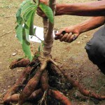 Tanaman singkong atau ubi kayu berumur 4 bulan itu sengaja dicabut untuk menunjukkan jumlah dan ukuran umbinya (Foto:sembada/rori)