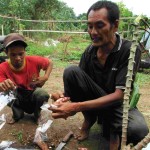 Petani Atang (kiri) bersiap menimbang umbi yang baru dicabut untuk mengetahui persis  hasil satu batang berapa kilogram (Foto:sembada/rori)