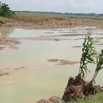 Lahan jagung di Desa Rejo Sari yang diluluh-lantakkan banjir dan genangan air selama beberapa hari (Foto:sembada/bpp karangawen)